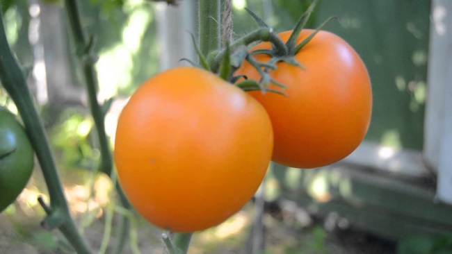 Вареные помидоры польза